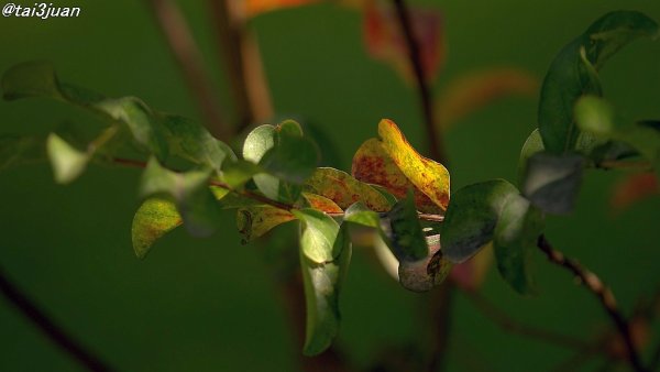ハハぁ～んコレは！(^_^)V