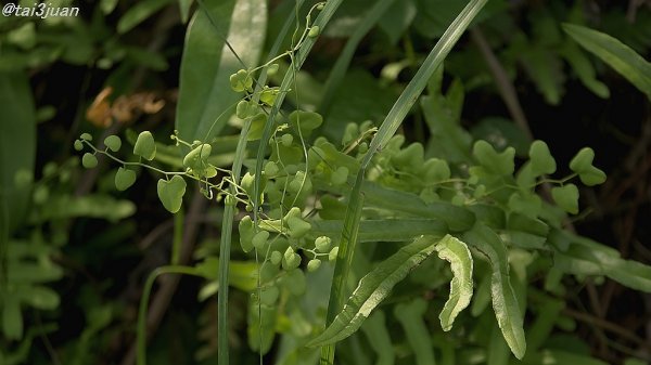 また見つけた～\( ˆoˆ )/
