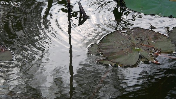 チンタオ＿|￣|○