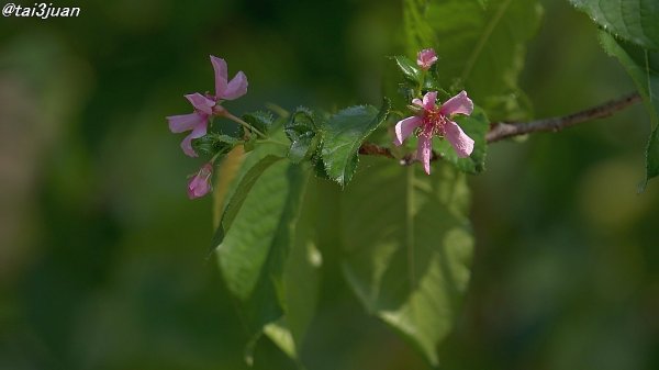 南国だからぁ～（´∀｀）