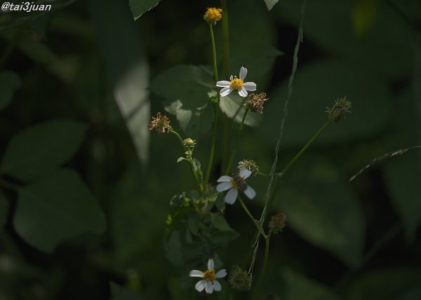 逆行！(￣ー￣)ﾆﾔﾘ