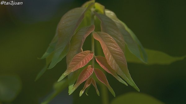 ブラブラした(＾o＾)