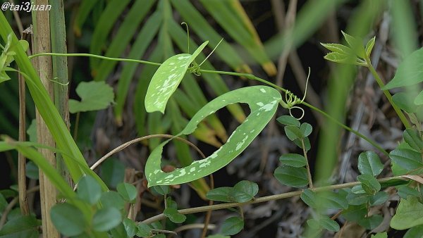 駄目だコリャ～(ﾉдヽ)