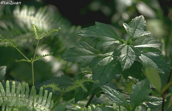 良い傾向～( ᷇࿀ ᷆ )