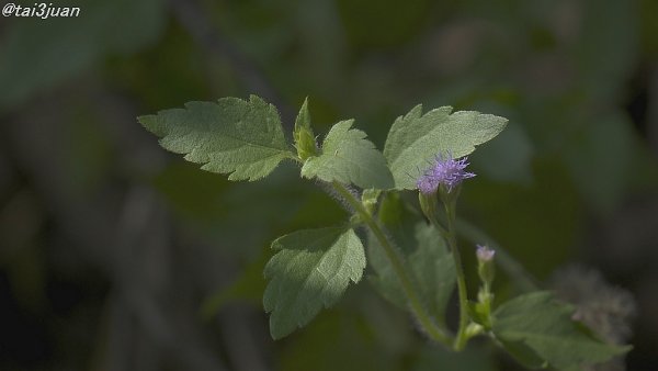 スッポンポン鍋～( ⌒ ͜ ⌒ )