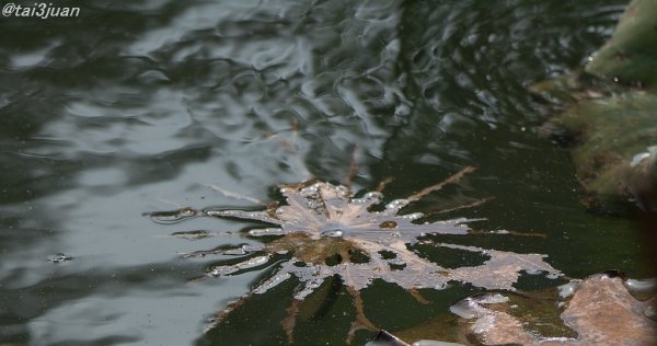 スッポンポンじゃない～( ᷇࿀ ᷆ )