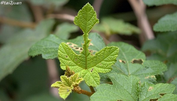 絶対に食べない～(¯∇¯٥)