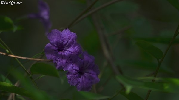 申し訳ない事ですが～(¯∇¯٥)