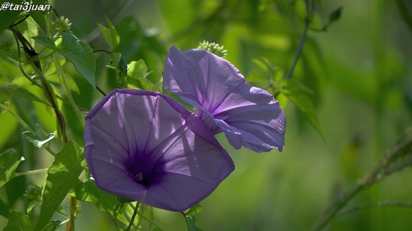 マスクを買った～(¯∇¯٥)