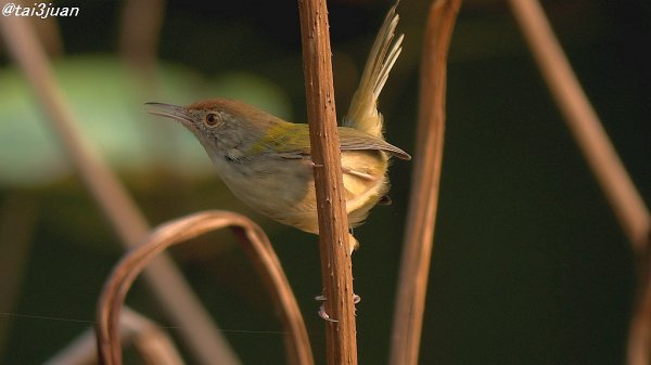 もうお別れかも～(；一_一)