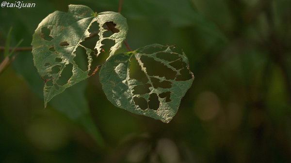 規制が始まった～＿|￣|○