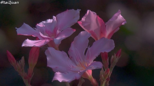 更に規制が～＿|￣|○