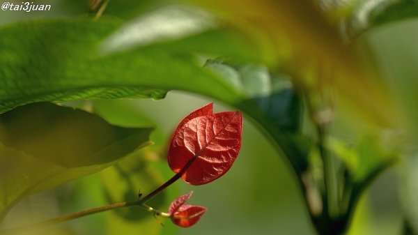 コレだぁ～って物が無い（ ᵕ_ᵕ̩̩ ）