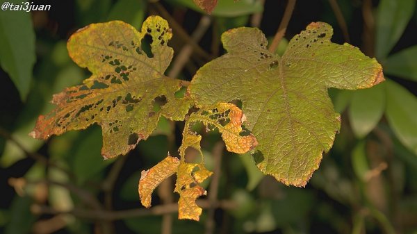 やったぁ～ヽ(‘ ∇‘ )ノ