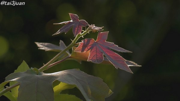 そろそろ寿命かぁ～(´;︵;`)