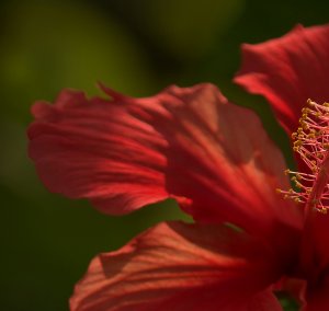 南国だから～(^o^)/