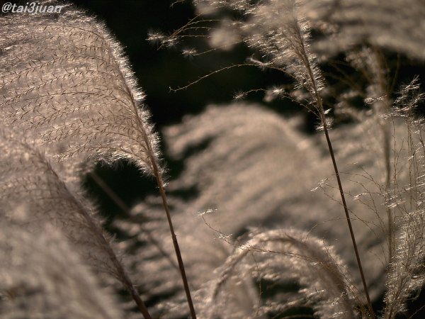 とうとう師走～＿|￣|○