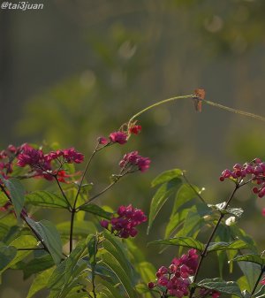 今朝も良い天気～ヽ(‘ ∇‘ )ノ