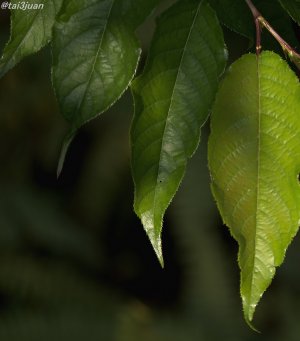 この様にします(＞＜)