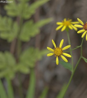 その数行が書けない＿|￣|○
