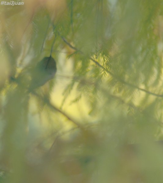 三角関係～ヽ(‘ ∇‘ )ノ