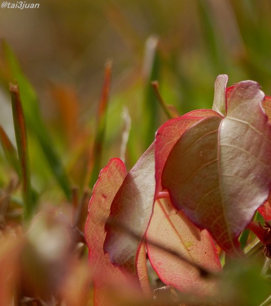 買ったけど～( ﾉД`)