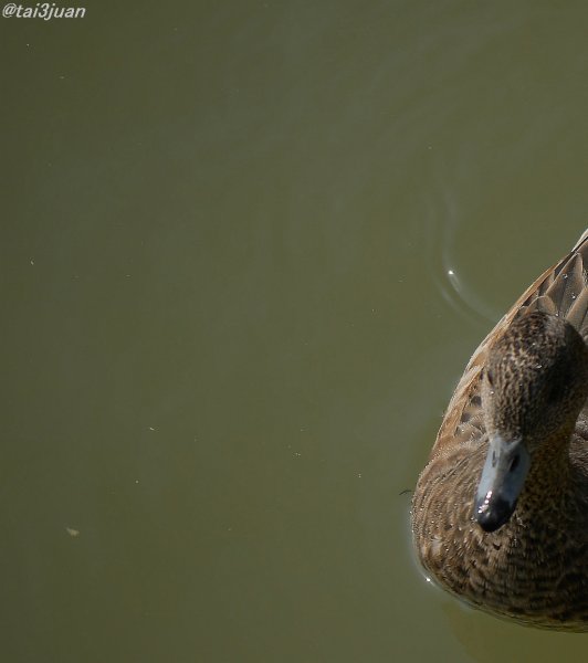 深圳湾を歩く～(≧∇≦)
