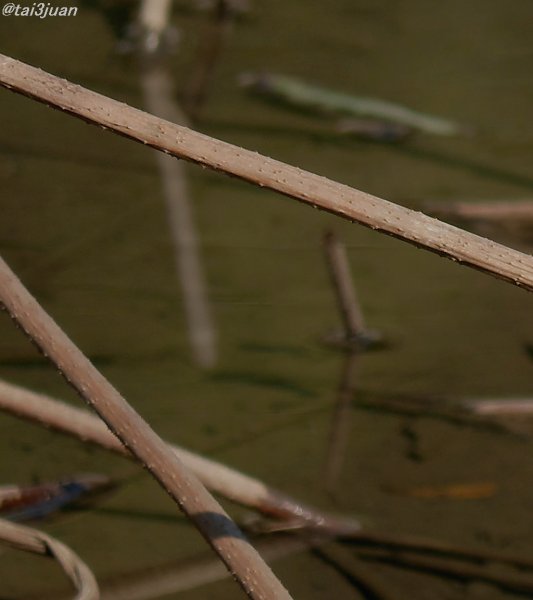 初歩き～ヽ(‘ ∇‘ )ノ