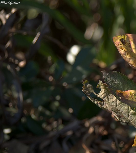 ひと皮が繋がった(*ﾟ▽ﾟ)ﾉ