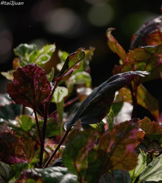 各省の水際対策～(#ﾟДﾟ)