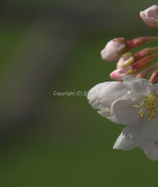川沿いの桜は１～２分咲き～('ω')ノ