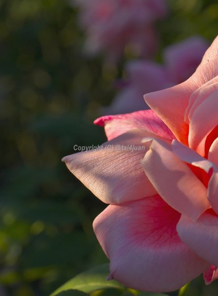 急遽.奄美旅を考え始めた('ω')ノ