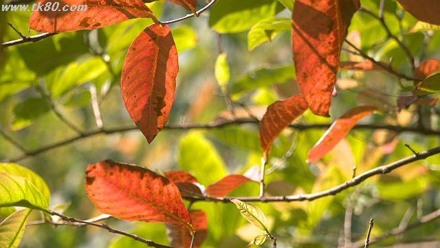 ãã¡ã€ã« 1027-2.jpg