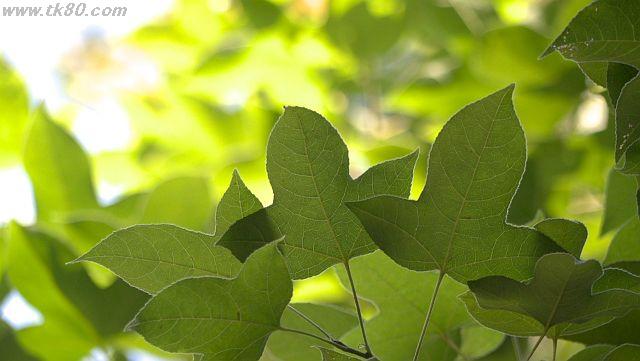 ãã¡ã€ã« 1027-4.jpg