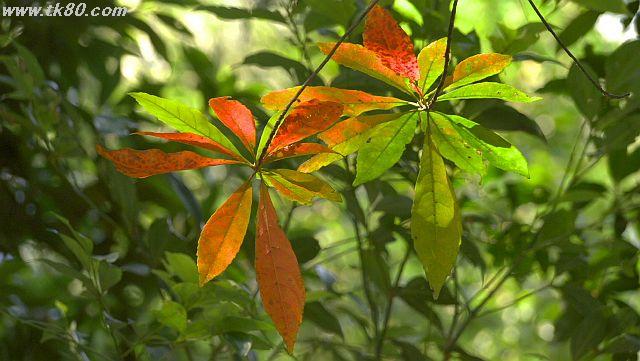 ãã¡ã€ã« 1027-5.jpg