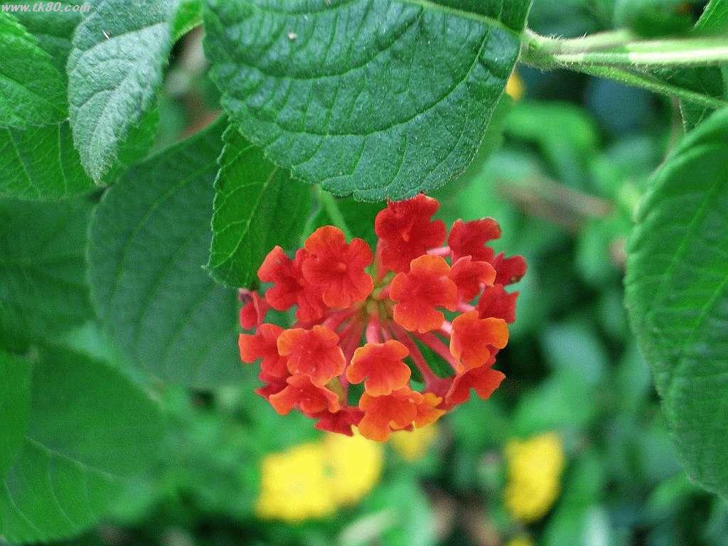 èµ€ã®ã³ã³ãã©ã¹ããè¯ãã§ã