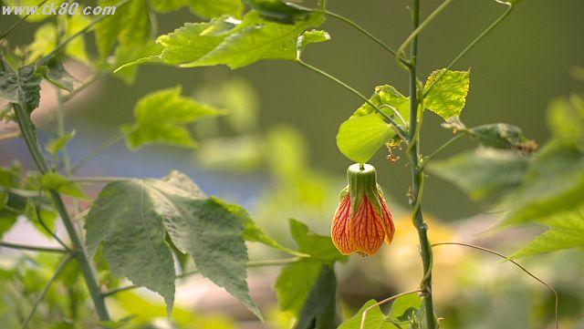 ãã¡ã€ã« 1031-5.jpg