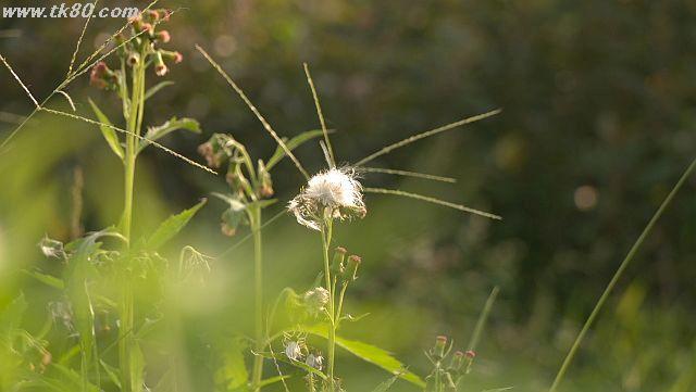 ãã¡ã€ã« 1034-1.jpg