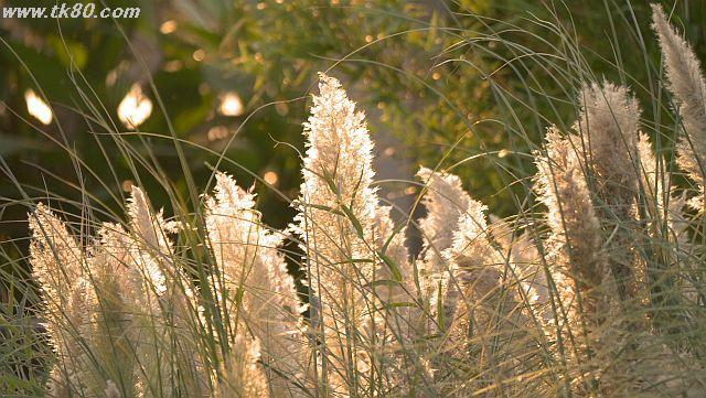 ãã¡ã€ã« 1034-5.jpg