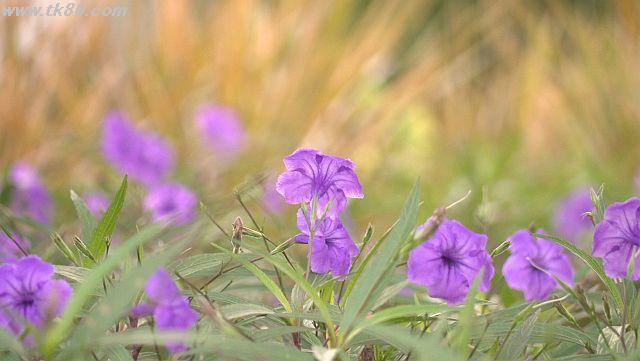 ãã¡ã€ã« 1035-4.jpg