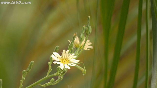 ãã¡ã€ã« 1035-5.jpg