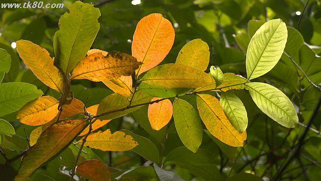 ãã¡ã€ã« 1036-1.jpg