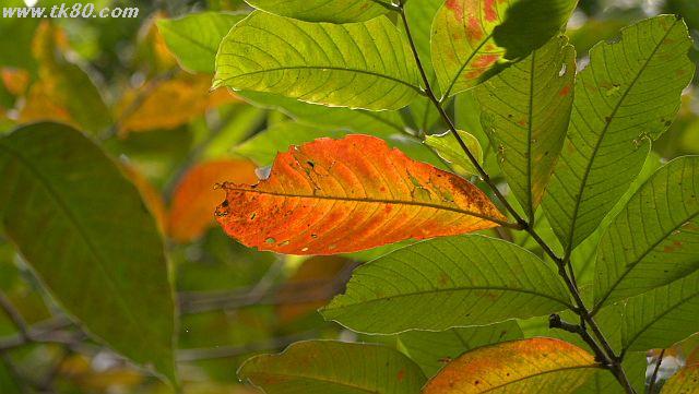 ãã¡ã€ã« 1036-2.jpg