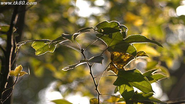 ãã¡ã€ã« 1036-4.jpg