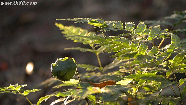 ãã¡ã€ã« 1036-5.jpg