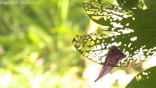 ãã¡ã€ã« 1041-1.jpg