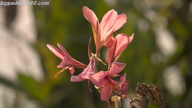 ãã¡ã€ã« 1041-3.jpg