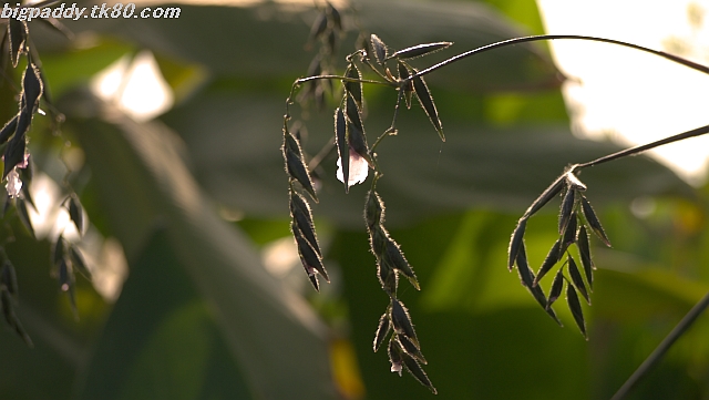 ãã¡ã€ã« 1041-4.jpg