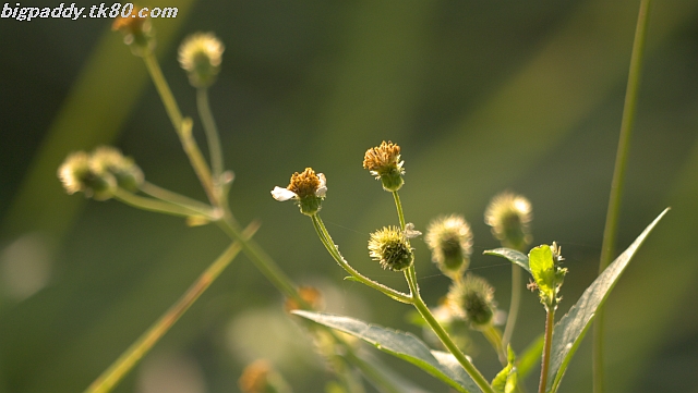 ãã¡ã€ã« 1041-5.jpg