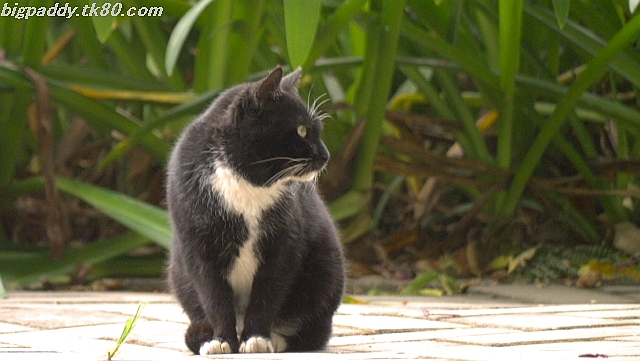 猫ã€çŒ«ã€çŒ«ã€çŒ«ãƒ»ãƒ»ãƒ» 猫ã€çŒ«ã€çŒ«ã€çŒ«ãƒ»ãƒ»ãƒ»